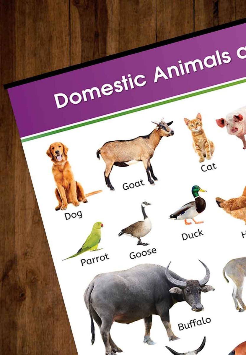 pet animals chart for kids