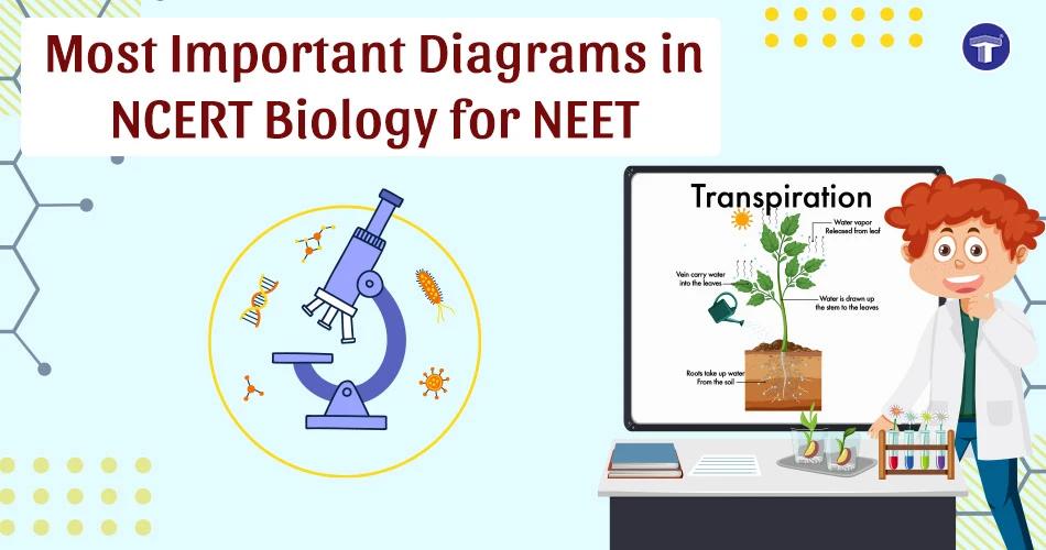 Illustration for most important NCERT Biology diagrams for NEET featuring transpiration and lab equipment